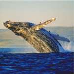 Whale watching in Hermanus
